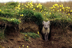 這是我家的後花園！阿拉斯加的超萌狐狸打造自己專屬的祕密花園♥