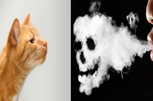 千萬別在貓咪面前吸菸！「二手菸」對貓咪造成的3大可怕後果，愛貓的癮君子不可不知！
