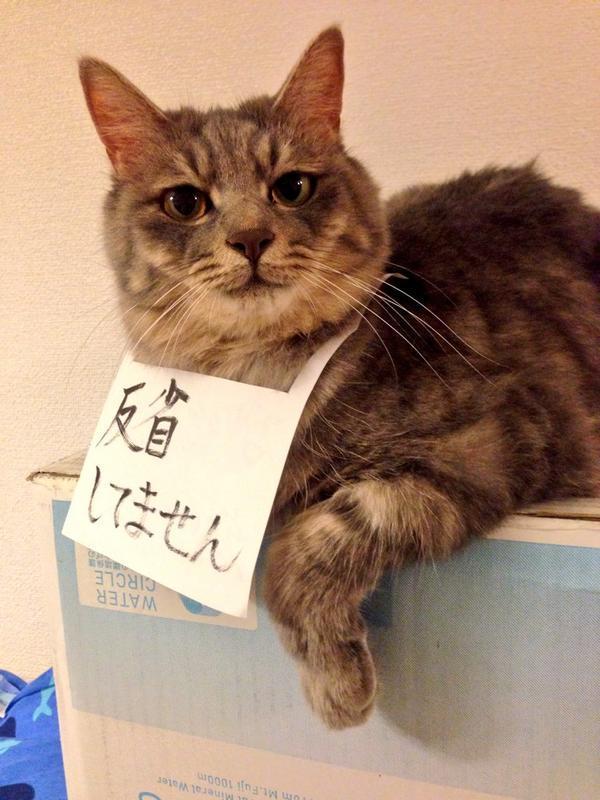 反省是什麼 可以吃嗎 12張主子們犯案後的抓包照 讓人忍