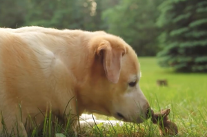 劇烈反差萌！當一隻黃金獵犬遇上了迷你小兔兔，會發生什麼事情呢？萌死！(*´д`)~♥