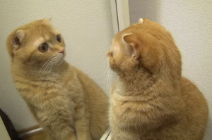 10隻貓咪看到鏡子的反應後，有的定格，有的忽視，還有偷襲人家的，也太賊了吧！