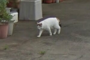 「你真的回來了...」Google Map驚見已故愛貓身影，網友瞬間淚崩！