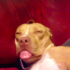 比特犬笑眼眯眯吐出舌頭睡在沙發上，整個迷翻一片網友。網：「這根本就是我週末的樣子」