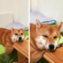 「主人～我要吃東⋯⋯zZz」柴犬趴在桌上想跟主人要食物，結果等著等著就睡著了 超可愛！