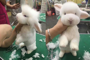 狗狗？綿羊？泰迪熊？沒想到造型師巧手一剪，這隻兔兔馬上變身為地表上最可愛的新品種！