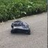 女子上班途中驚見大垃圾袋「走動」，打開一看讓她當場心碎