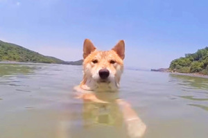 平常超怕水的柴犬竟在水中「行動自如」，鏡頭往下一拉...根本作弊嗎XD