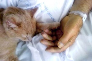 「請放心地離去。」不喜歡被人摸的橘貓，在病人臨去前卻輕輕將手放了上去，暖心給予最後的安慰。