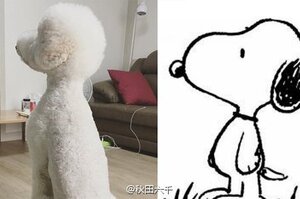 現實版的Snoopy！這隻來自韓國的貴賓犬跟Snoopy長好像，現在在韓國可是非常紅的呢！