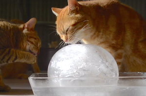 給我一顆冰球我能收服全世界的貓。夏天好熱要怎麼幫主子消暑？7招簡單又便宜的方法讓主子涼快一夏！貓奴必看！
