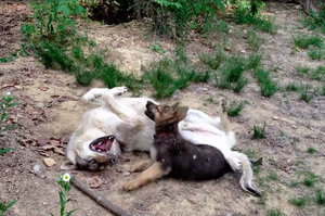 太可愛！71%狼血統的狼犬遇上一隻10星期大的牧羊犬，威嚴「野狼」瞬間變成呆萌「二哈」