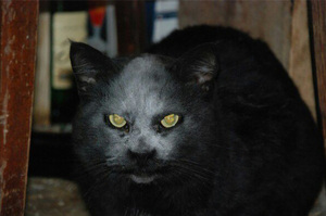 驚見惡魔貓？！黑貓一夕之間頂上的毛全「禿」了，原來是貪玩惹的禍！貓咪暴怒：通通不准笑！