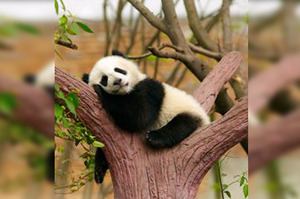什麼姿勢都能睡！功夫熊貓教你如何練就飛天遁地睡翻天的絕世招式！