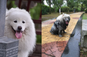 多麼痛的領悟！下雨天千萬別遛狗，不要問我為什麼