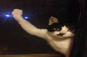喵星人很有型的擺出「壁咚」姿勢，貓奴直呼口愛狂拍照，但事實是：「剷屎的別拍了，快來救駕！！」
