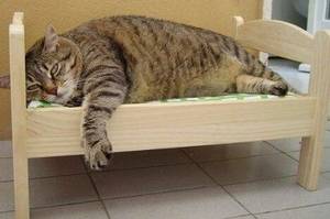 貓奴興沖沖為主子購入知名小床，沒想到竟然被睡塌了！！主子：「不知道朕的份量嗎？拖下去斬了！」