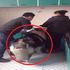 雪橇犬走到廚房想偷吃，卻遭把拔強行架出，結果牠寧死不屈的樣子讓所有人都噴笑了！