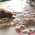 為什麼棉被裡塞的是紙呢？黃金獵犬行兇卻不小心咬爛把拔偷藏的私房錢，把拔已崩潰跪地Orz
