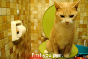 自從貓咪學會用馬桶後，家裡的廁紙常常不夠用，主人哭求：你還是用貓砂吧QQ