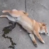 柴犬狗狗做夢尿床，醒來發現尿了一地下一大跳，表情整個呆萌呆萌的：「這是我做的嗎？」