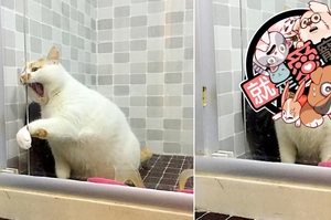 堅決不洗澡！貓咪被帶進浴室後試圖逃脫，最後眼神死放棄的表情...也太戲劇性啦XD