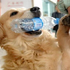 阿嬤我來幫你撿！暖心黃金獵犬每天陪著清潔工奶奶做資源回收，乖巧萌樣令人融化♥