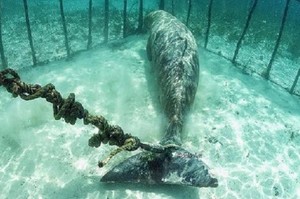 潛水員意外發現海裡的鐵籠，鐵籠裡的一條繩子綁住的生物和慘狀讓人看了就憤怒！