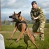 進擊的戰地英狗！美軍狼犬英勇出擊，不顧槍林彈雨奮勇咬退ISIS聖戰士！