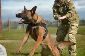 進擊的戰地英狗！美軍狼犬英勇出擊，不顧槍林彈雨奮勇咬退ISIS聖戰士！