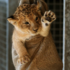 超可愛！剛出生獅子寶寶不肯量體重，動物園只好採取這個萌死人的方法