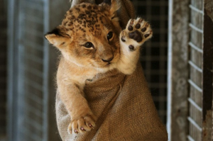 超可愛！剛出生獅子寶寶不肯量體重，動物園只好採取這個萌死人的方法