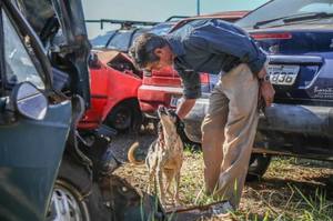 惡犬霸佔整輛車不讓人接近，直到男子用愛讓牠卸下了心防，才發現牠背後忠心又令人傷心的故事