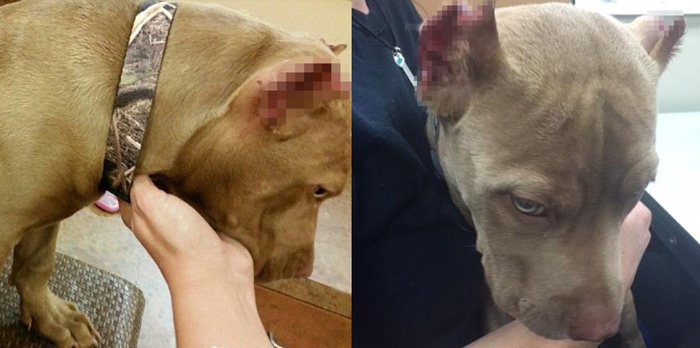 無知 可憐比特犬遭主人 剪耳 即使受傷害也不埋怨的模樣令人心