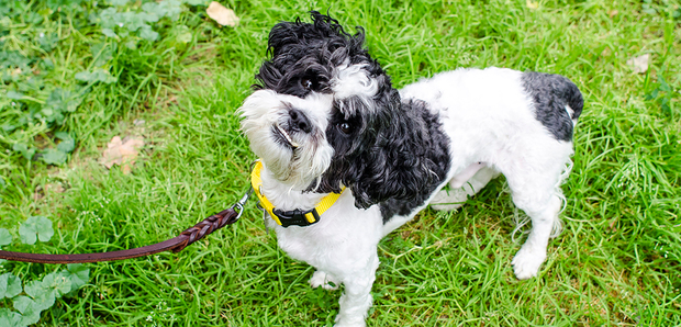 不要再吵了 夏天到底要不要剃毛 專業獸醫告訴你 Ipe