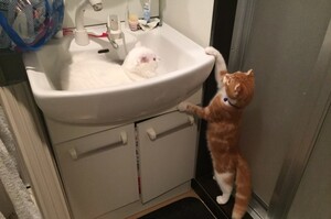 想洗手？等我們玩完再說！兩隻貓咪爭躺洗手台，主人笑哭：上班要遲到了還洗不了手QQ