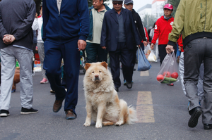 黑龍江一集市裡狗狗與主人走散，狗狗耐心坐在原地苦等1小時等主人歸來