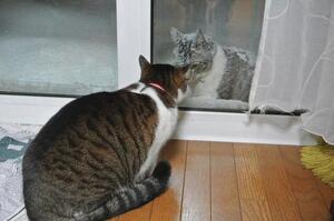 冒著大雪也要和你會面！小貓冒著大雪拜訪隔壁的貓咪，原因卻讓主人傻眼：眼淚白流了...
