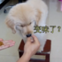 惡趣味主人餵小黃金獵犬吃空氣，狗狗越吃越覺得奇怪：「怎麼味道這麼像空氣？」