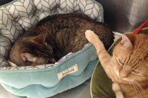 十六歲老貓雙雙被棄養，貼心貓弟弟陪在姊姊身邊安慰牠，姊弟情深的畫面令人揪心