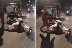紐約市拖車馬精疲力盡倒在馬路中間，馬車協會表示：「牠笨手笨腳，只是跌倒」