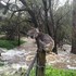 暴雨來襲，暖男發現被困在大水的溼答答無尾熊，冒雨陪他找到回家的路！