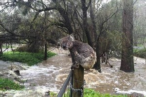 暴雨來襲，暖男發現被困在大水的溼答答無尾熊，冒雨陪他找到回家的路！