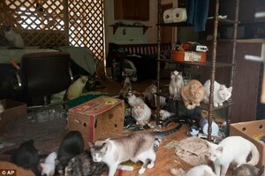 癌症末期男子收養將近70隻流浪貓並全部取名，家中環境髒亂不堪被認定為「動物囤積」