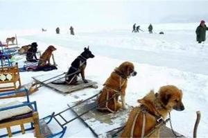 心寒！中國滑雪場裡可憐雪橇犬拉客賺錢，跑一圈只收50塊，每天只有幾顆饅頭和剩下的骨頭！