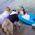 燒等一ㄟ阿！！主銀浪漫划船結婚，汪星人誤以為被拋棄，紛紛失控跳水追船了！