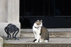 英國脫歐前首相卡梅倫離職，但是英國「首席滅鼠官」還在繼續堅守唐寧街10號的崗位