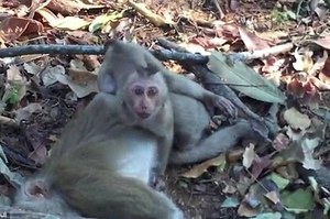 母猴慘遭車禍身亡，小猴子無助緊抱母親屍體痛哭流涕，堅決不讓人再靠近一步