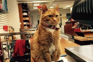 這隻貓咪在店裡工作了9年從來沒有休息過！來認識一下這隻「唐人街最努力的貓咪」吧！