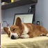 不捨！柯基界的影帝Loki因病去世，主人難過：狗狗唯一犯過的錯，就是活得太短了...