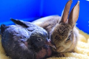 好溫馨！剛出生小兔與鴿仔保溫箱中相互依偎，流露溫暖情誼！